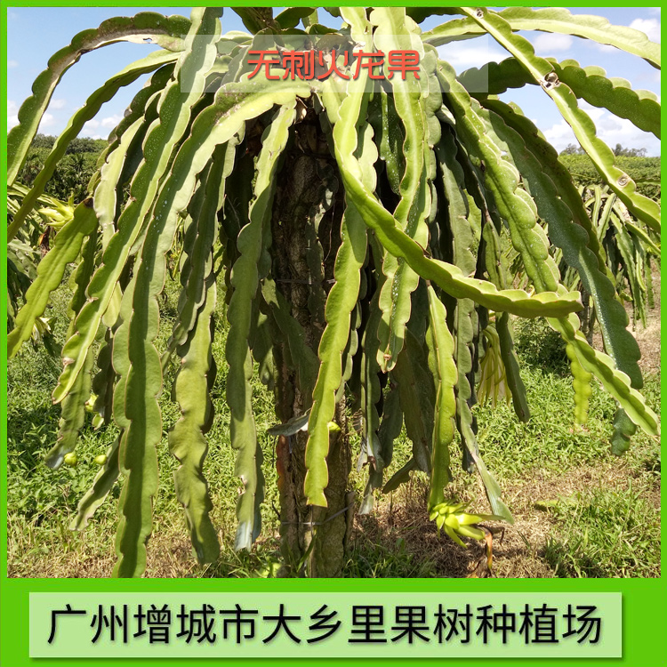 廣州無刺火龍果種苗批發(fā)價，廣州增城無刺火龍果苗