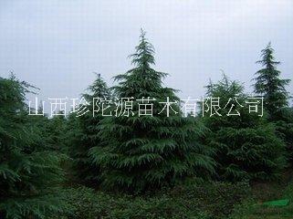 河北雪松苗批發(fā)價格 雪松苗多少錢 雪松苗哪家好 雪松苗哪家便宜