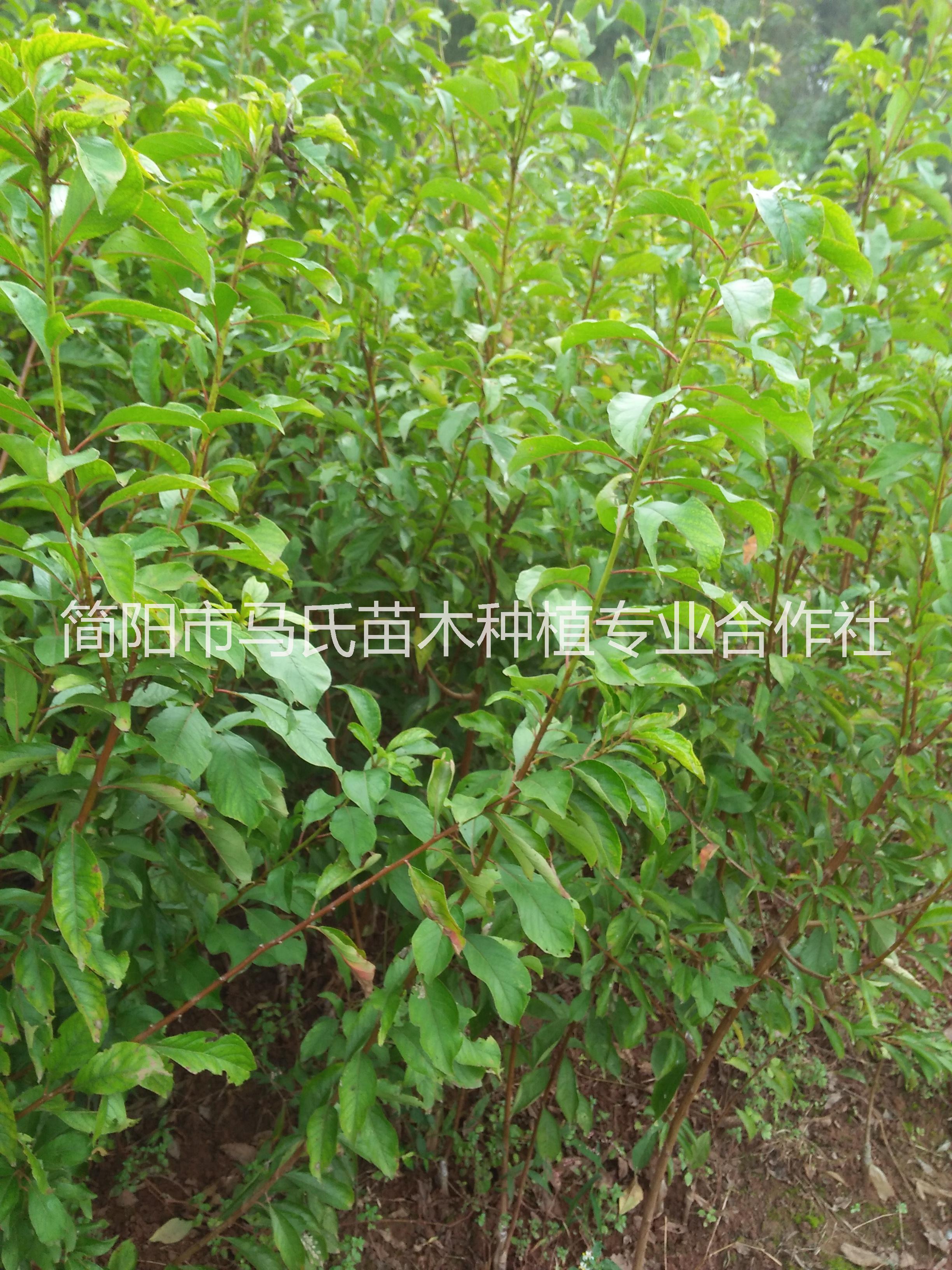 簡陽李子樹苗/簡陽李子苗/李子苗批發(fā)/簡陽脆紅李苗/簡陽青脆李苗/簡陽五月脆李苗