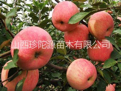山西哪里有蘋(píng)果苗賣(mài) 山西蘋(píng)果苗批發(fā)價(jià)格 蘋(píng)果苗價(jià)格多少 山西蘋(píng)果苗批發(fā)電話(huà)