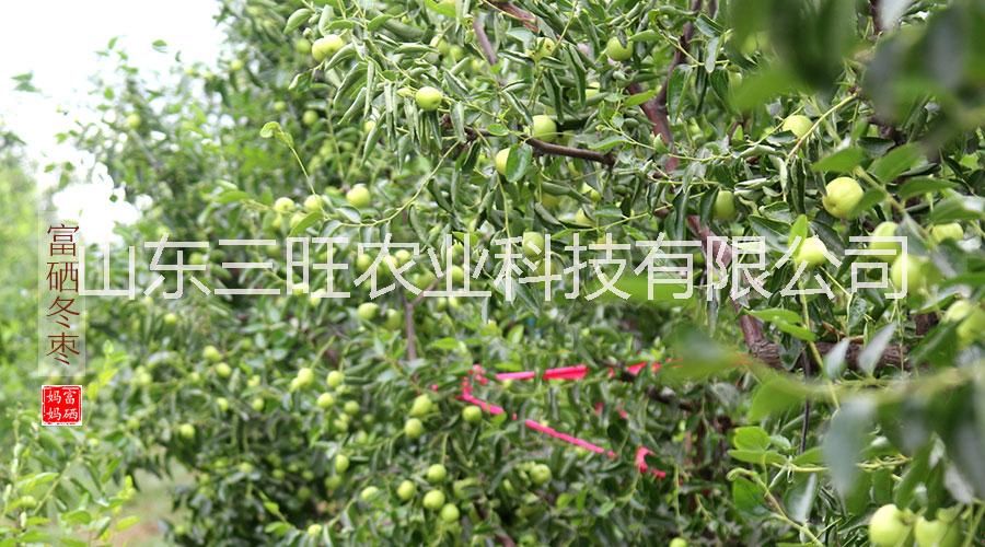 三旺集團富硒冬棗