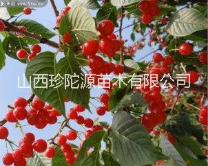 山西優(yōu)質(zhì)薔薇科灌木果樹扦插用于種植櫻桃苗 批發(fā)價格