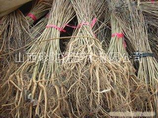香花槐樹苗價格 哪里有香花槐樹  批發(fā)香花槐樹苗