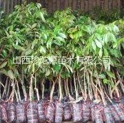 山西優(yōu)質(zhì)薔薇科灌木果樹扦插用于種植櫻桃苗 批發(fā)價格
