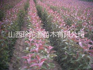 山西優(yōu)質(zhì)絢麗用于城市綠化薔薇科植物海棠苗 批發(fā)基地