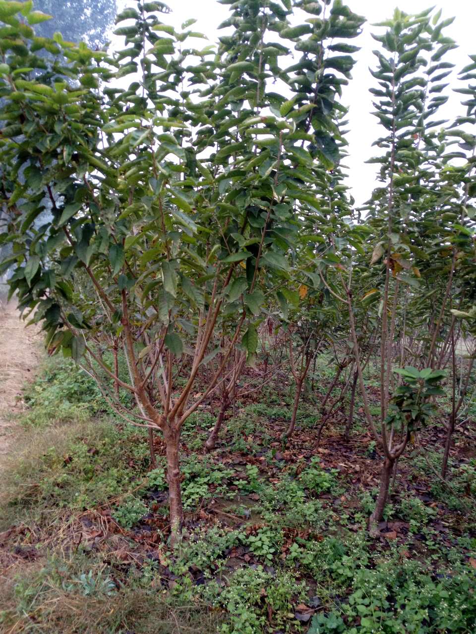 吉塞拉大櫻桃 吉塞拉櫻桃苗