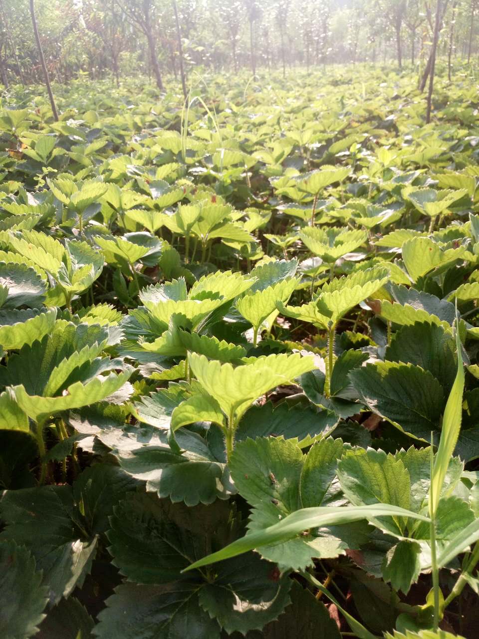 草莓，紅顏草莓苗批發(fā)  草莓批發(fā) 草莓苗價(jià)格