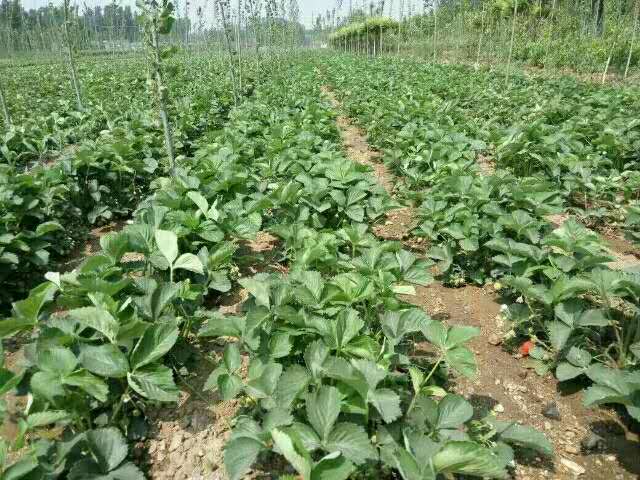 草莓，紅顏草莓苗批發(fā)  草莓批發(fā) 草莓苗價(jià)格