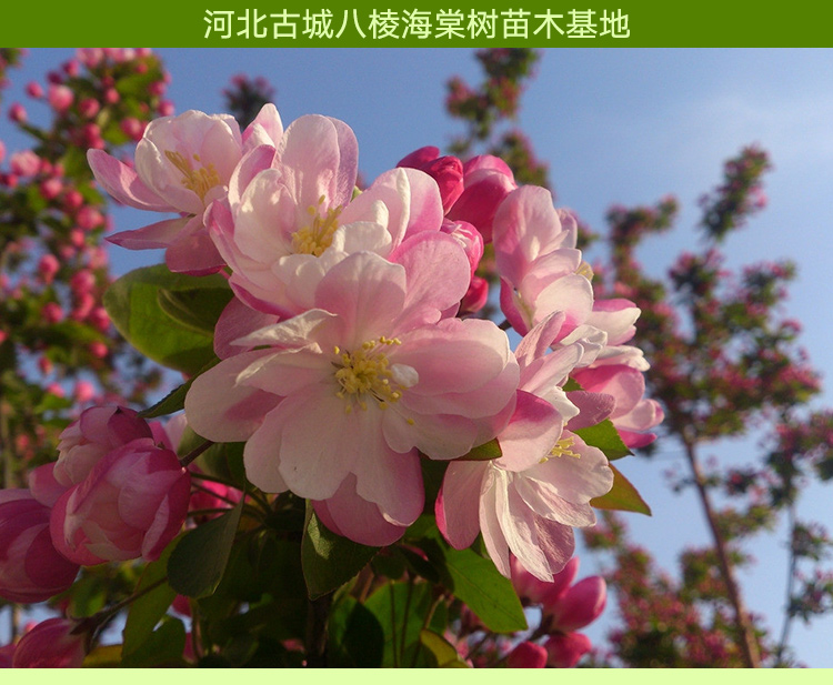 江蘇金紅海棠樹|江蘇金紅海棠樹價格|江蘇金紅海棠樹熱銷