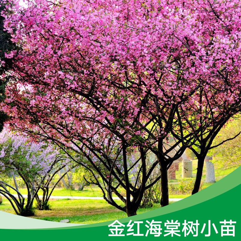 金紅海棠樹小苗 專業(yè)種植金紅海棠樹 海棠小苗種植基地 金紅海棠樹樹苗