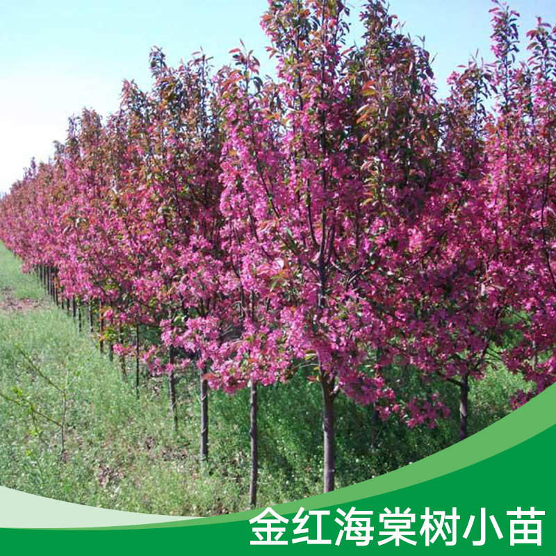 金紅海棠樹小苗 專業(yè)種植金紅海棠樹 海棠小苗種植基地 金紅海棠樹樹苗