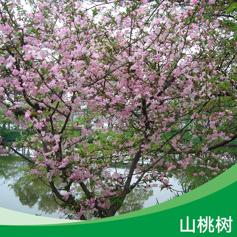 山桃樹 山桃樹批發(fā) 山桃樹現(xiàn)貨 山桃樹直銷 山桃樹價格