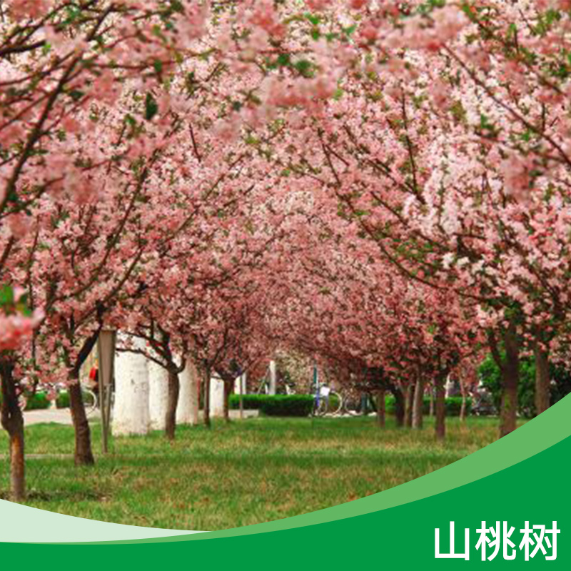 山桃樹 山桃樹批發(fā) 山桃樹現(xiàn)貨 山桃樹直銷 山桃樹價格