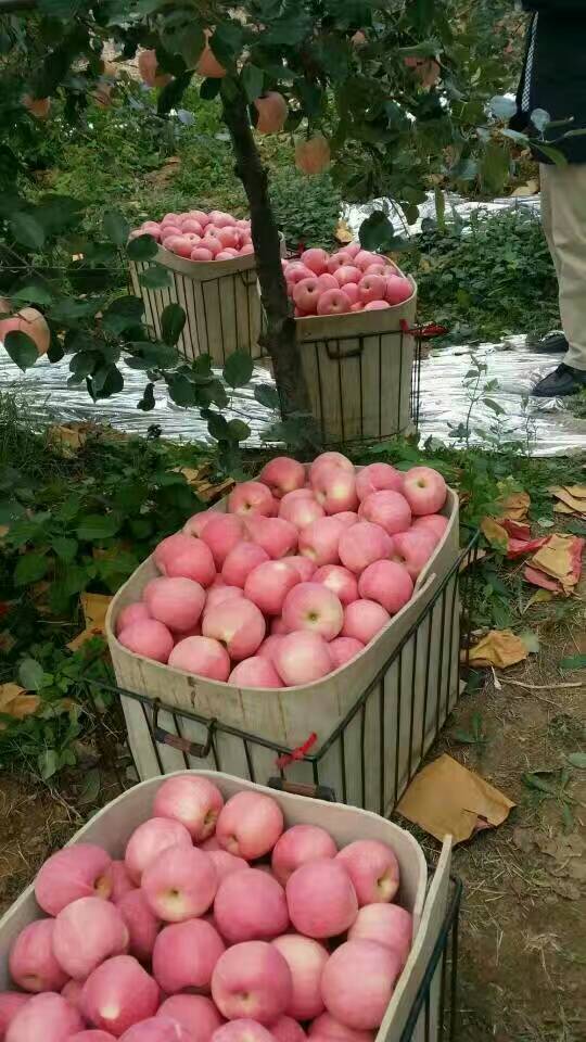 陜西韓城縣紅富士蘋果
