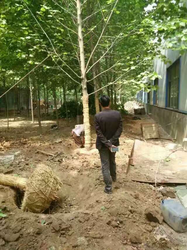 法桐，濟(jì)寧龍德法桐多少錢？