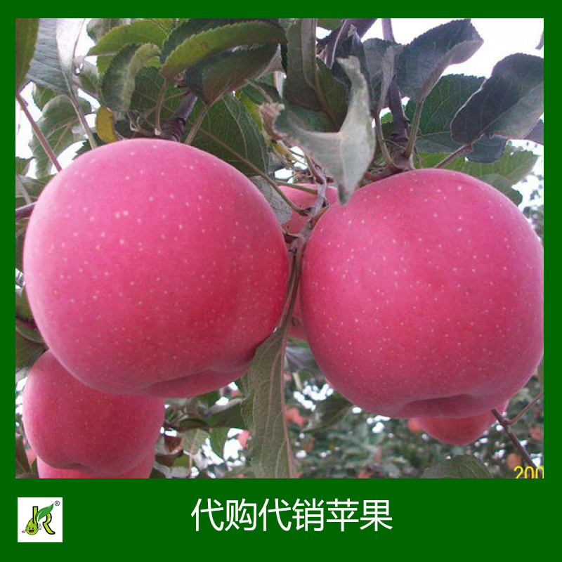 蘋果 蘋果批發(fā) 全國各地紅富士蘋果批發(fā)價格 蘋果出售 出售蘋果