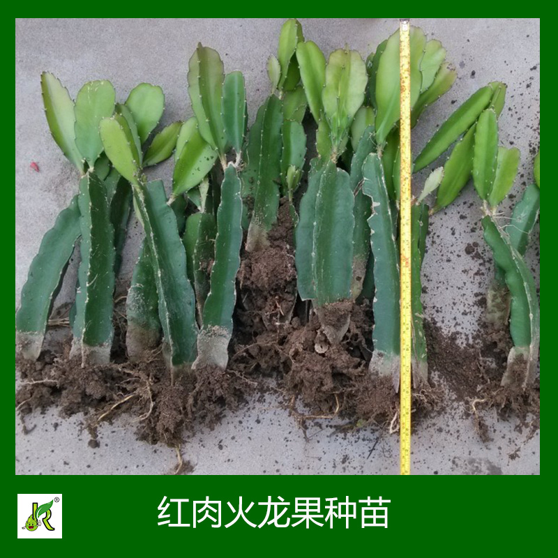 紅肉火龍果種苗 火龍果種苗種植 火龍果種苗批發(fā)  臺灣紅肉火龍果種苗