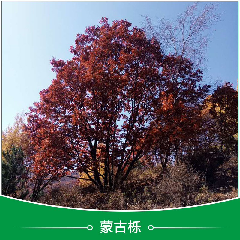 河北叢生蒙古櫟基地，河北叢生蒙古櫟批發(fā)價格，河北叢生蒙古櫟銷售電話