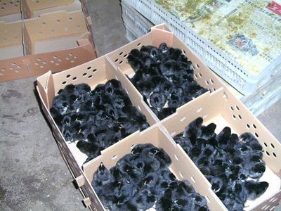 五黑雞純苗，五黑一綠雞，三峽黑雞