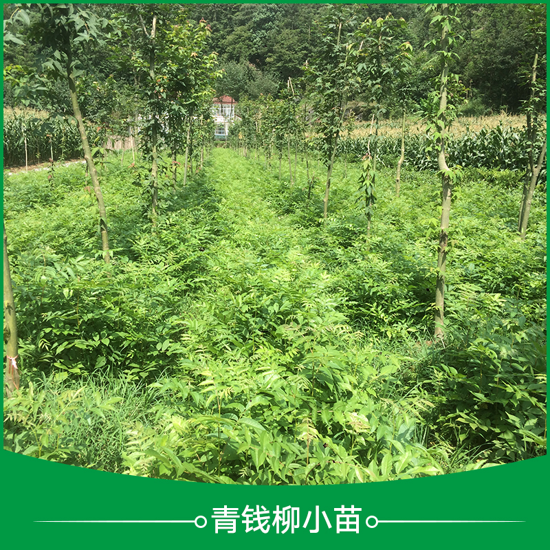 五峰瀚林 青錢柳小苗種植 青錢柳小苗 青錢柳苗價(jià)格 青錢柳苗批發(fā)