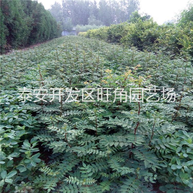 批發(fā)花椒苗 大紅袍花椒苗 青花椒苗 規(guī)格多*