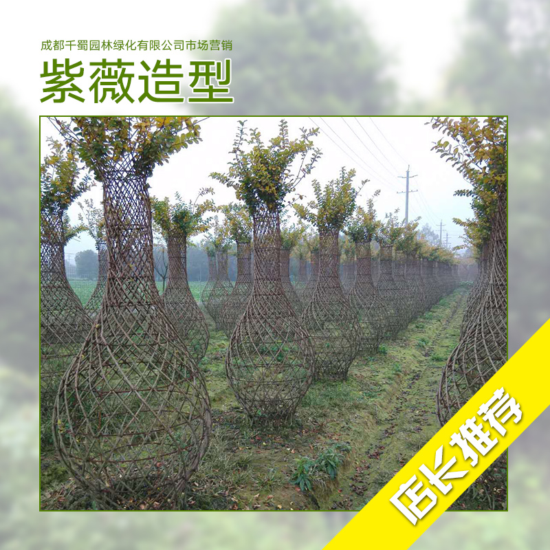 紫薇造型 紫薇種植基地 紫薇種植 紫薇樹苗批發(fā) 紫薇花供應(yīng)