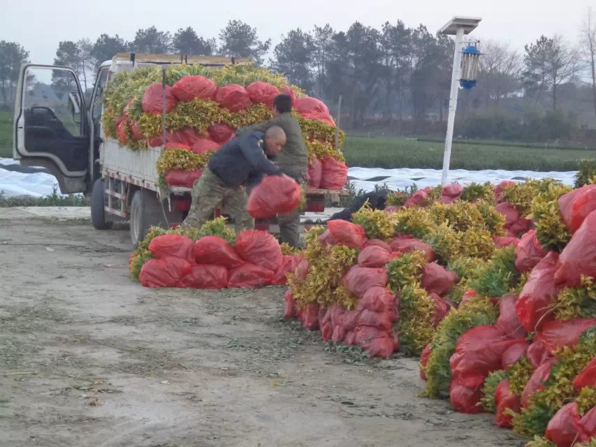 松陽偉眾供應(yīng)黃金芽茶苗 浙江茶枝條基地 浙江紫娟茶苗批發(fā)