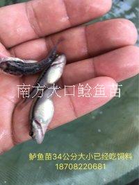 鱸魚(yú)苗 加州鱸魚(yú)苗