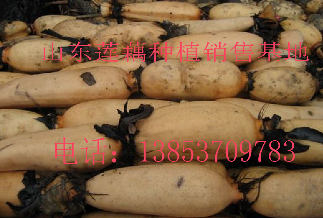 山東優(yōu)質(zhì)蓮藕銷售中心，大量批發(fā)蓮藕，市場(chǎng)蓮藕*價(jià)格，蓮藕種植基地，優(yōu)質(zhì)蓮藕