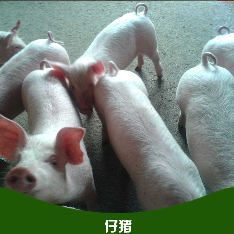 山東三元仔豬批發(fā) 三元仔豬批發(fā) 三元仔豬養(yǎng)殖