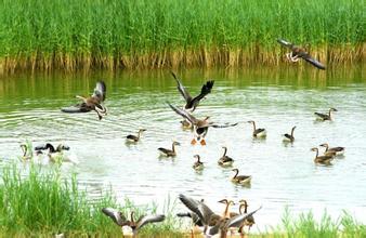 東城蔬菜配送找東莞惠企膳食管理服務(wù)服限公司南京鹽水鴨
