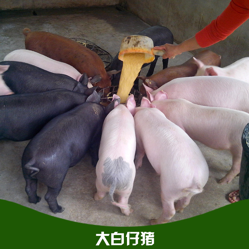 大白仔豬 瘦肉型三元仔豬 良種外三元仔豬 大白仔豬