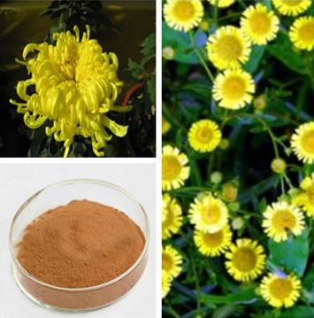 野菊花提取物_野菊花濃縮粉價(jià)格|野菊花速溶粉廠家