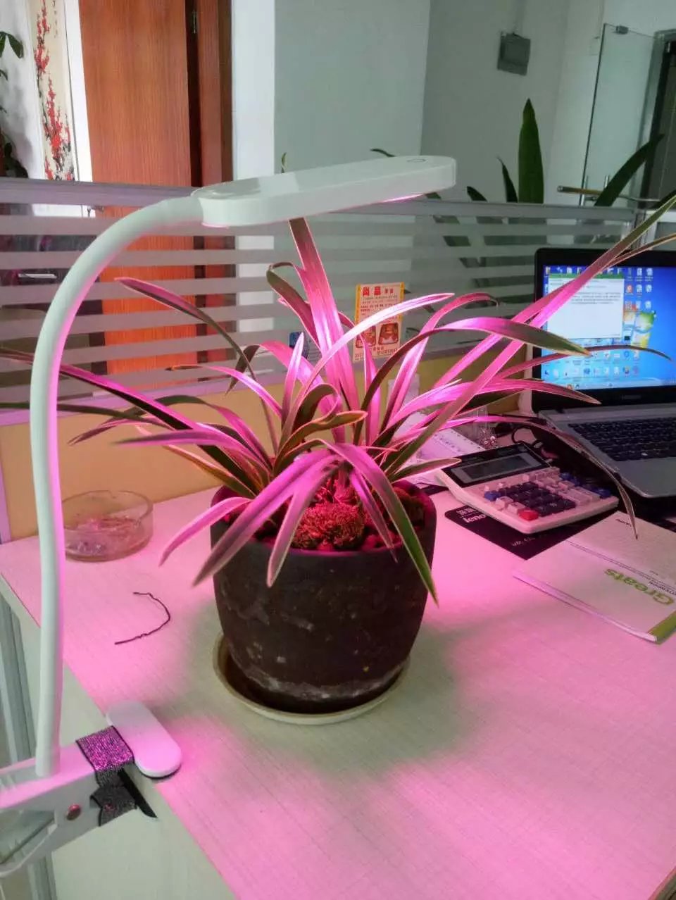 多肉植物*L植物補(bǔ)光夾子燈 多肉植物*植物補(bǔ)光夾子燈