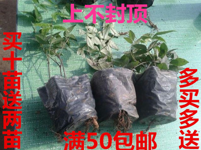 浙江紫藤*三葉青種苗浙江磐紫三葉青 浙江紫藤*三葉青種苗基地批發(fā)