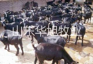 供應(yīng) 江蘇肉驢價(jià)格肉驢養(yǎng)殖技術(shù)驢舍建設(shè)視頻