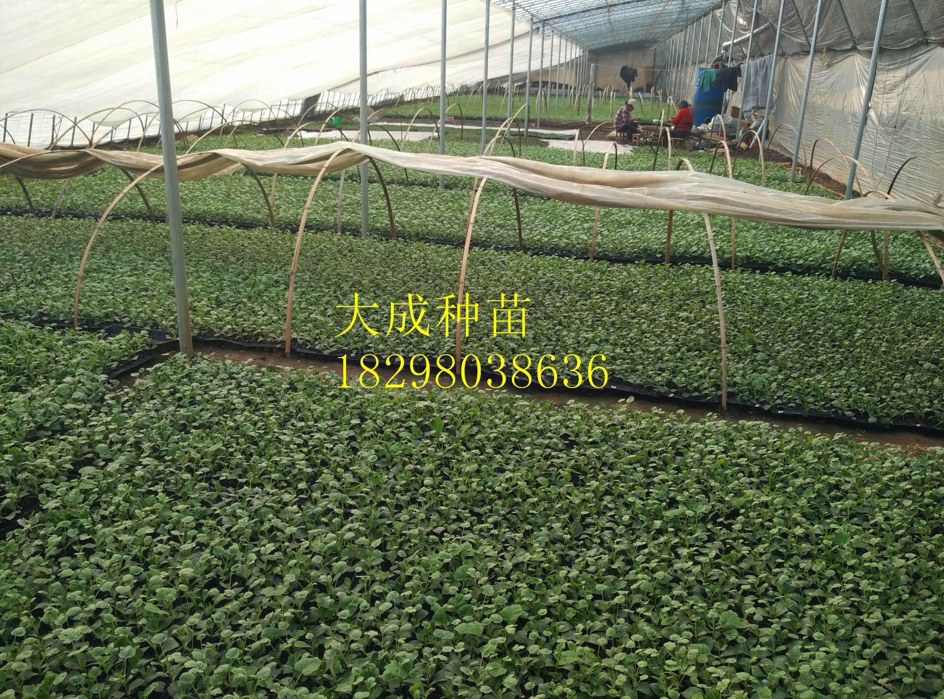 京欣西瓜苗、8424西瓜嫁接苗