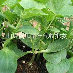 濟南哪里有黃瓜代收批發(fā)的