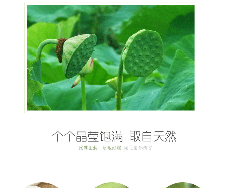 蔡甸新鮮蓮子，永新太空蓮批發(fā)