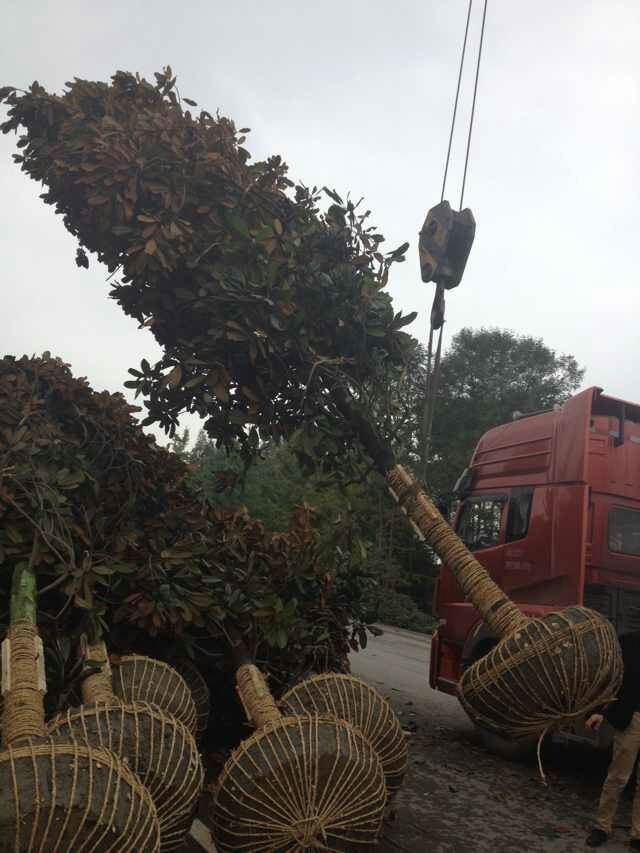 成都廣玉蘭基地 報(bào)價(jià)低 基地直銷 品質(zhì)高 品種齊全