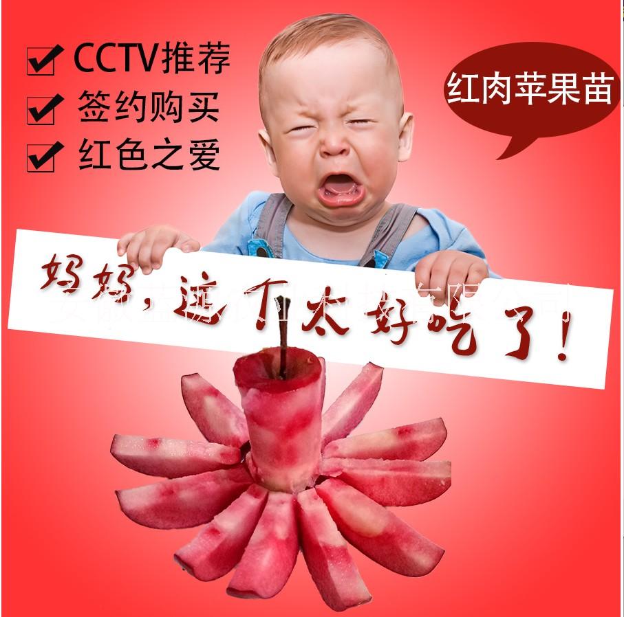 安徽蘋果苗批發(fā)，山東蘋果苗供應(yīng)商，紅肉蘋果苗批發(fā)價格
