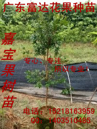 供應(yīng)嘉寶果樹苗、嘉寶果樹苗批發(fā)