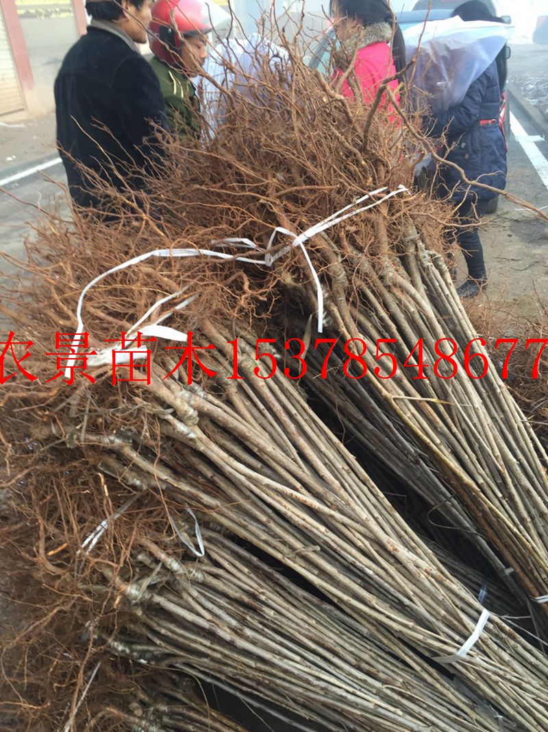 供應(yīng)南方小櫻桃瑪瑙紅櫻桃