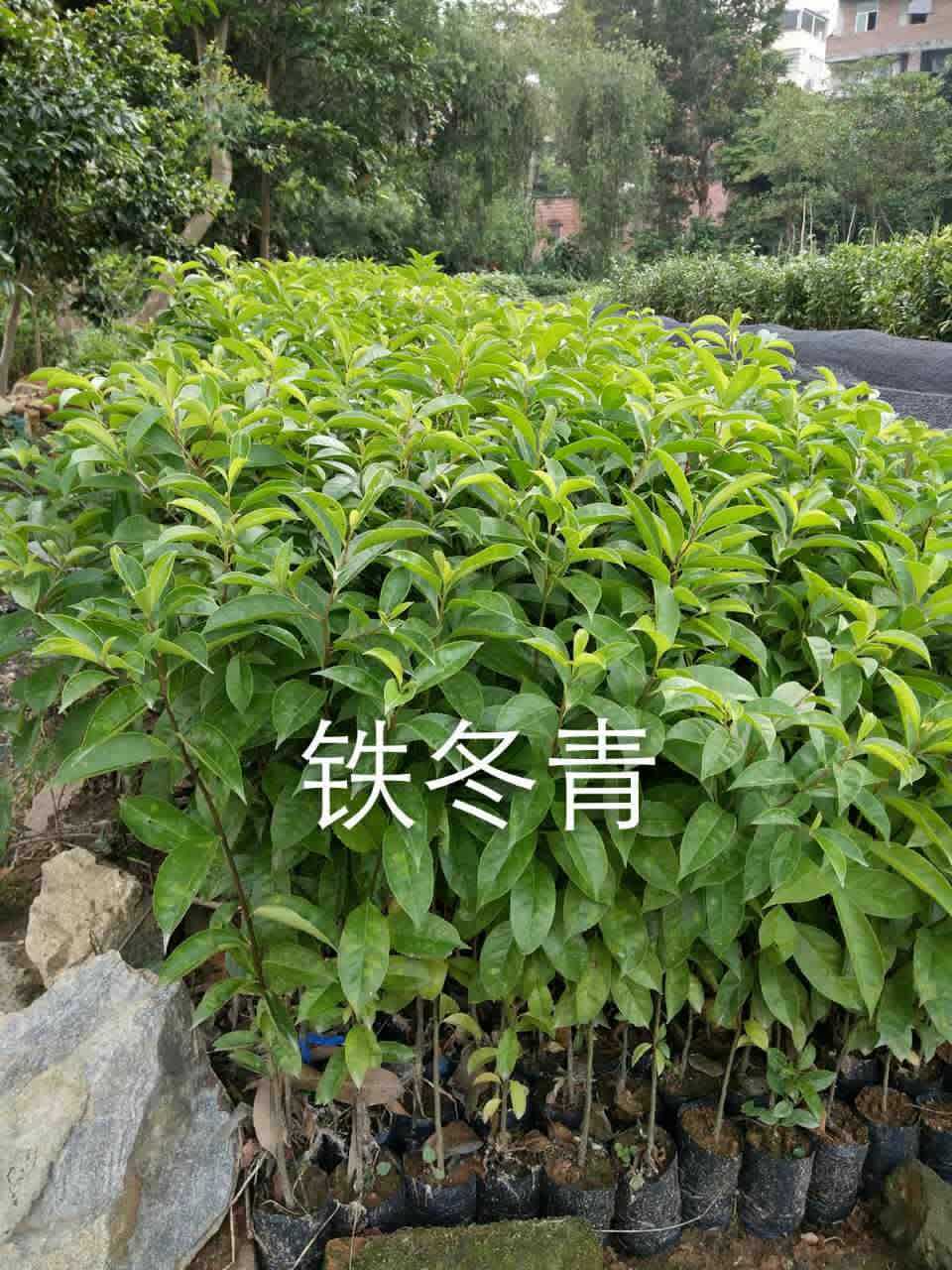 木荷批發(fā)，木荷價格，木荷種植，木荷批發(fā)，木荷種子，新木荷價格