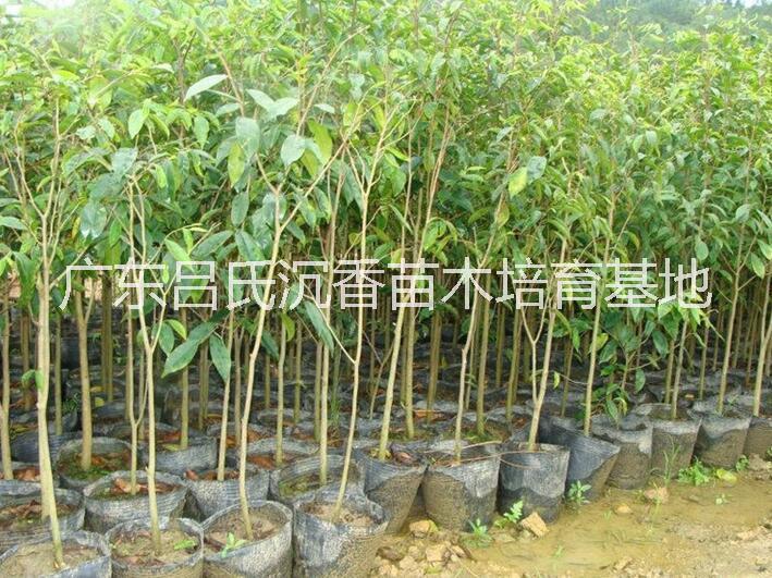 廣東*沉香樹批發(fā)⒈沉香樹苗多少錢一棵