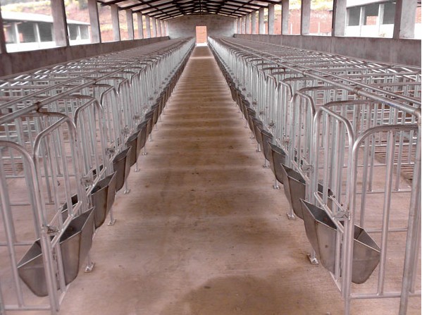 供應(yīng)豬用定位欄?母供應(yīng)豬用定位欄?母豬定位欄?母豬限位欄?豬用限位欄?每套十個豬定位欄?母豬