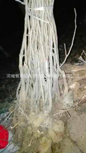 供應(yīng)美國山核桃苗2018-2019河南洛陽