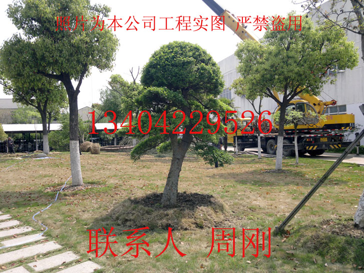 蘇州廠區(qū)綠化、蘇州工廠綠化、蘇州工程綠化公司、蘇州小區(qū)綠化