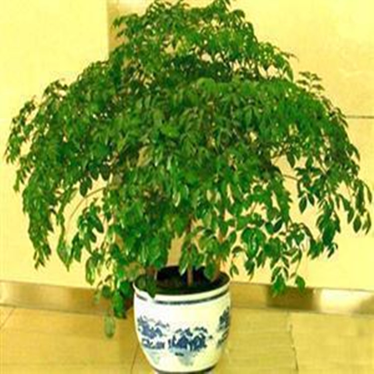 平安樹，供應平安樹，租聘平安樹
