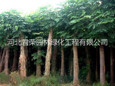 河北苗木基地*1-7公分北欒